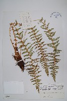 擬栗鱗高山耳蕨藏品圖，第1張