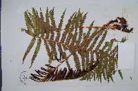 中華莢果蕨藏品圖，第1張