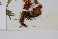 中華莢果蕨藏品圖，第2張