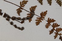 歐洲金毛裸蕨藏品圖，第2張