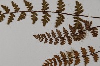 歐洲金毛裸蕨藏品圖，第4張