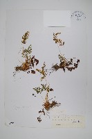 珠蕨藏品圖，第1張