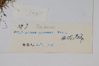 珠蕨藏品圖，第2張