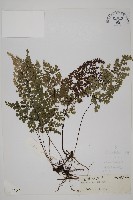 白背鐵線蕨藏品圖，第1張