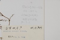 白背鐵線蕨藏品圖，第5張