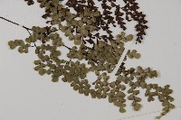 白背鐵線蕨藏品圖，第6張