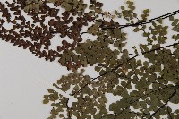 白背鐵線蕨藏品圖，第7張