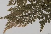 白背鐵線蕨藏品圖，第8張