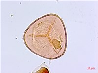 白背鐵線蕨藏品圖，第2張