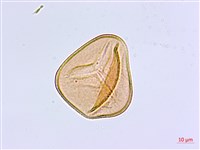 白背鐵線蕨藏品圖，第3張