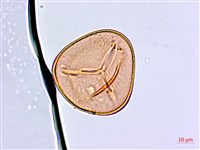 白背鐵線蕨藏品圖，第4張