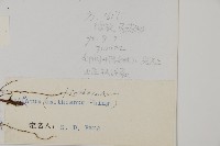 長蓋鐵線蕨藏品圖，第2張