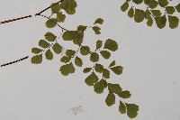 長蓋鐵線蕨藏品圖，第3張