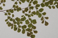 長蓋鐵線蕨藏品圖，第4張