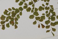 長蓋鐵線蕨藏品圖，第5張