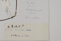 長蓋鐵線蕨藏品圖，第5張