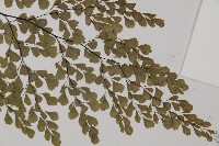 長蓋鐵線蕨藏品圖，第6張