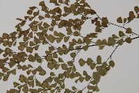 長蓋鐵線蕨藏品圖，第7張