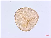 長蓋鐵線蕨藏品圖，第2張