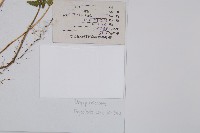 尖齒鱗毛蕨藏品圖，第2張