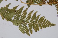 尖齒鱗毛蕨藏品圖，第3張