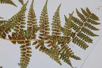 尖齒鱗毛蕨藏品圖，第4張