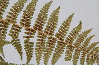 尖齒鱗毛蕨藏品圖，第5張