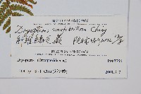 密鱗鱗毛蕨藏品圖，第2張