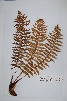 密鱗鱗毛蕨藏品圖，第1張