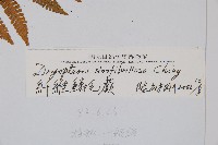 密鱗鱗毛蕨藏品圖，第2張