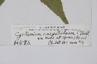 細齒貫眾蕨藏品圖，第2張