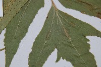 細齒貫眾蕨藏品圖，第3張