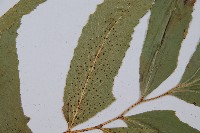 細齒貫眾蕨藏品圖，第4張