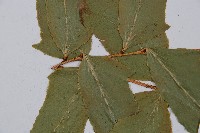 細齒貫眾蕨藏品圖，第5張