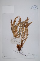 玉龍蕨藏品圖，第1張