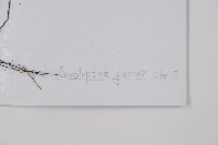 玉龍蕨藏品圖，第2張