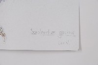 玉龍蕨藏品圖，第2張