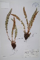 寶興耳蕨藏品圖，第1張