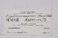寶興耳蕨藏品圖，第2張