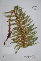 雞足山耳蕨藏品圖，第1張