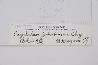 雞足山耳蕨藏品圖，第2張