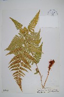 脈紋鱗毛蕨藏品圖，第1張