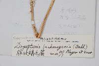 脈紋鱗毛蕨藏品圖，第2張