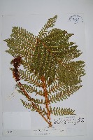 密毛鱗毛蕨藏品圖，第1張