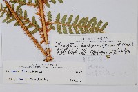 密毛鱗毛蕨藏品圖，第2張