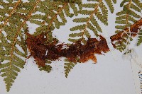 密毛鱗毛蕨藏品圖，第3張