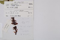 藏布鱗毛蕨藏品圖，第2張