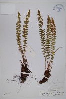 寶興耳蕨藏品圖，第1張