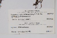 偽網眼瓦葦藏品圖，第2張