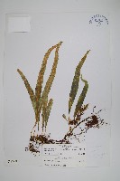 玉山瓦葦藏品圖，第1張